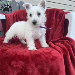 Tonya, West Highland Terrier Puppy