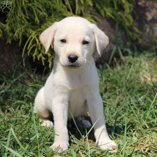 Alex, Yellow Labrador Retriever Puppy