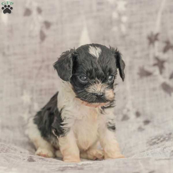 Jeremy, Cavapoo Puppy