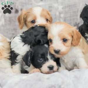 Jeremy, Cavapoo Puppy