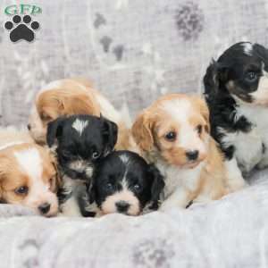 Jeremy, Cavapoo Puppy