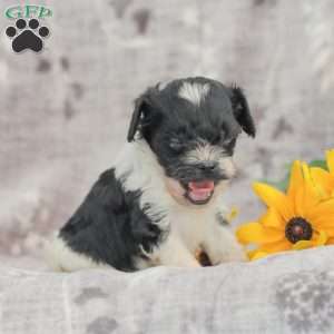 Jeremy, Cavapoo Puppy