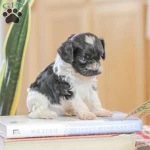 Jeremy, Cavapoo Puppy