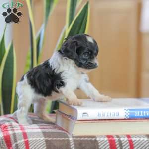 Jeremy, Cavapoo Puppy