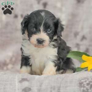 Johnny, Cavapoo Puppy