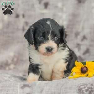 Johnny, Cavapoo Puppy