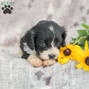 Johnny, Cavapoo Puppy