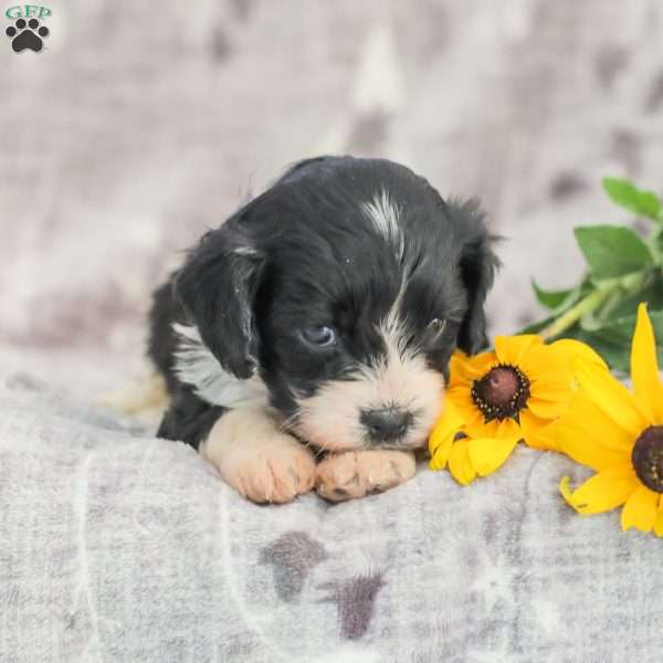 Johnny, Cavapoo Puppy