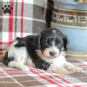 Johnny, Cavapoo Puppy