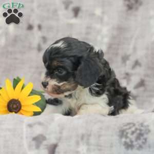 Justin, Cavapoo Puppy