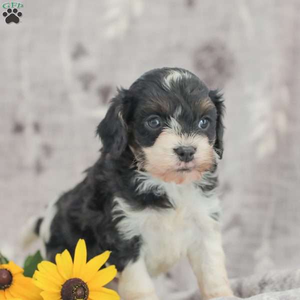 Justin, Cavapoo Puppy