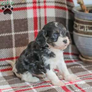 Justin, Cavapoo Puppy