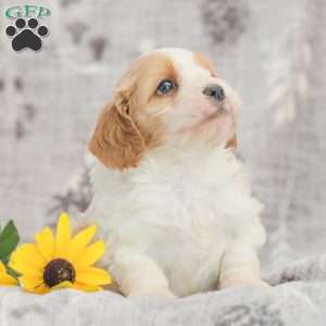 Joey, Cavapoo Puppy