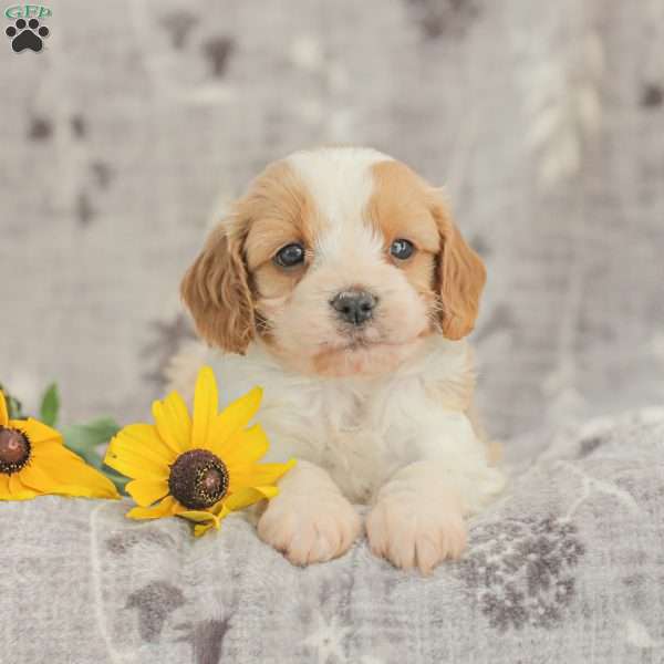 Joey, Cavapoo Puppy