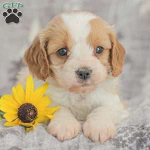 Joey, Cavapoo Puppy