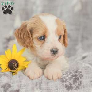 Joey, Cavapoo Puppy