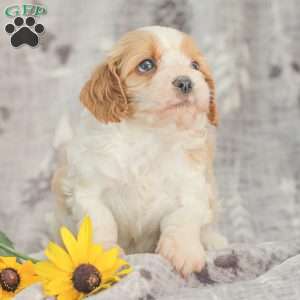 Joey, Cavapoo Puppy