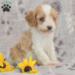 Jared, Cavapoo Puppy