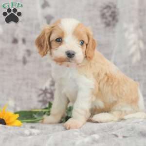 Jared, Cavapoo Puppy