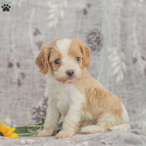 Jared, Cavapoo Puppy