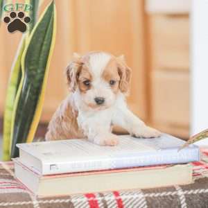 Jared, Cavapoo Puppy