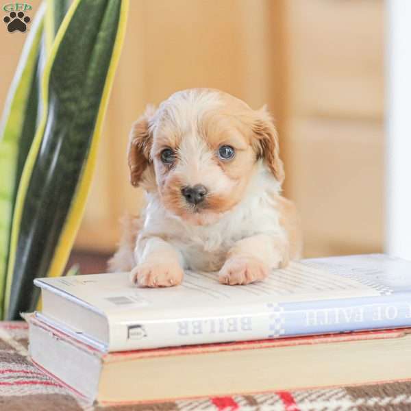 Julie, Cavapoo Puppy