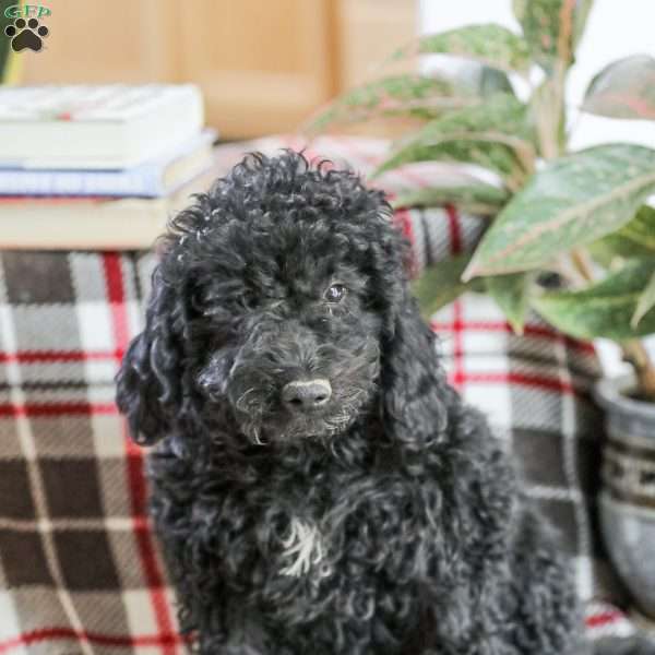 Moriah, Standard Poodle Puppy