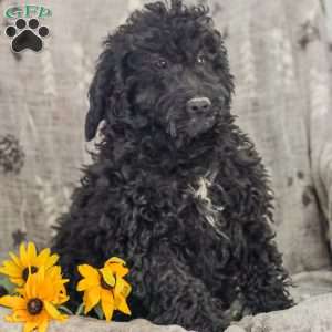 Moriah, Standard Poodle Puppy