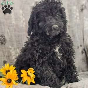 Moriah, Standard Poodle Puppy