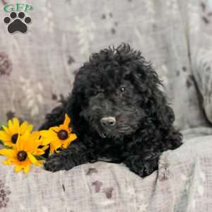 Moriah, Standard Poodle Puppy