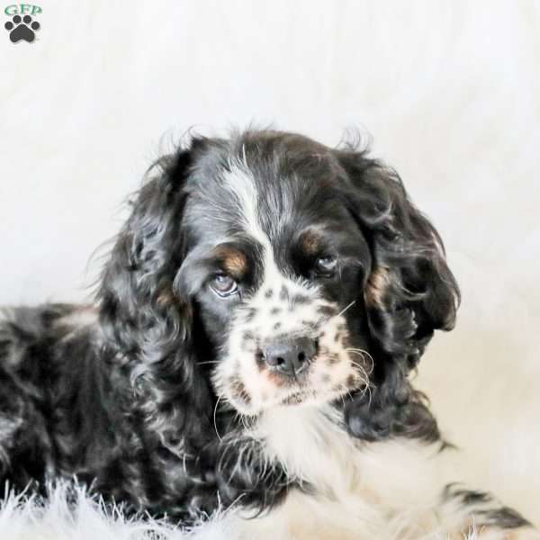 Knox, Cocker Spaniel Puppy