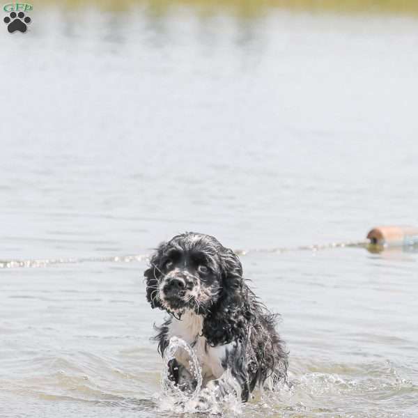 Knight, Cocker Spaniel Puppy