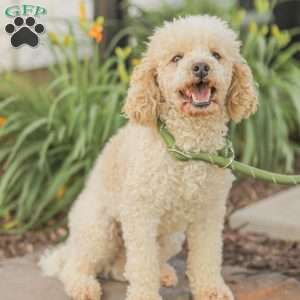 Jeremy, Cavapoo Puppy