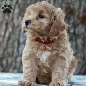 Wanda, Maltipoo Puppy