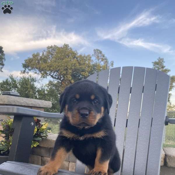 Alpha, Rottweiler Puppy