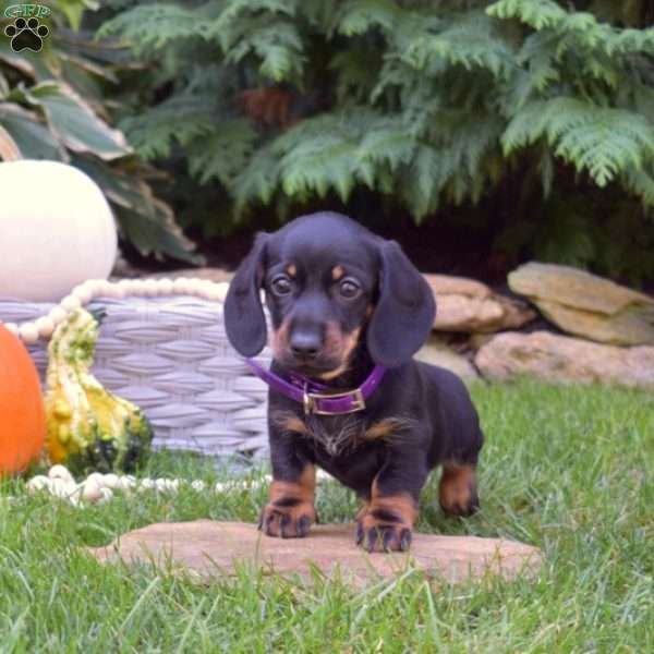 Abby-Mini, Dachshund Puppy