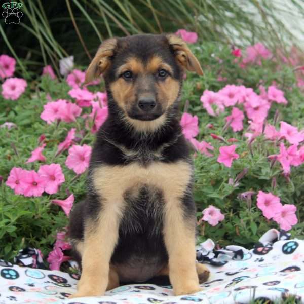 Abby, German Shepherd Puppy