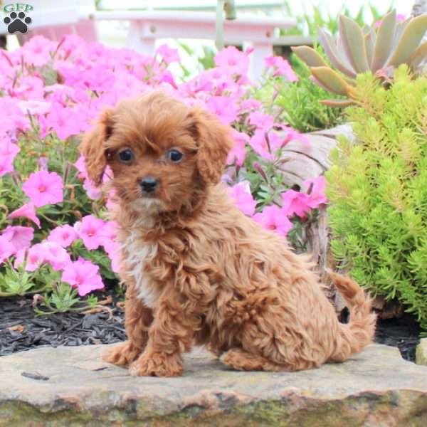 Abby, Cavapoo Puppy