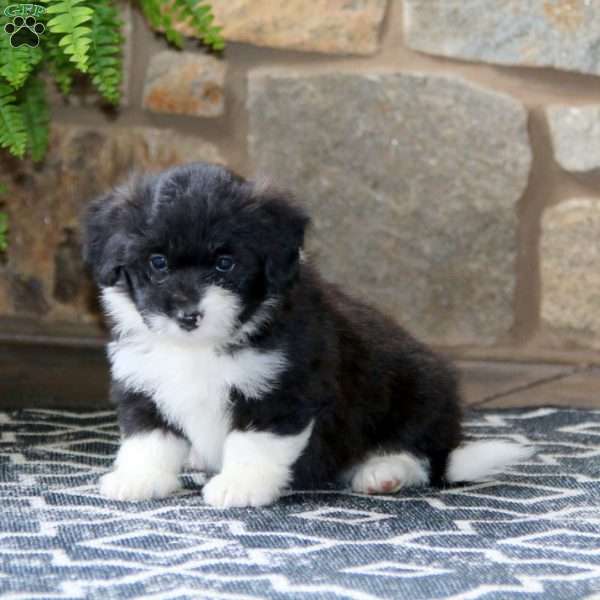 Abby, Miniature Poodle Mix Puppy