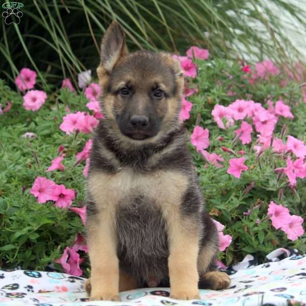 Abe, German Shepherd Puppy