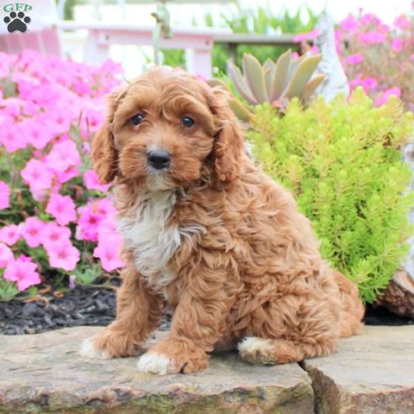 Abel, Cavapoo Puppy