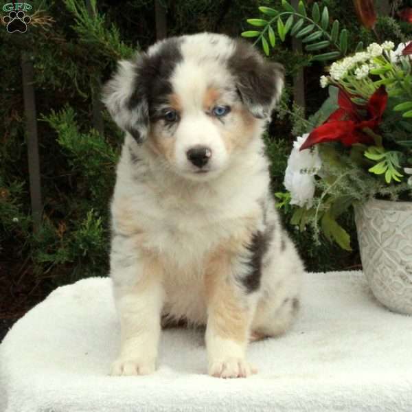 Abigail, Australian Shepherd Puppy