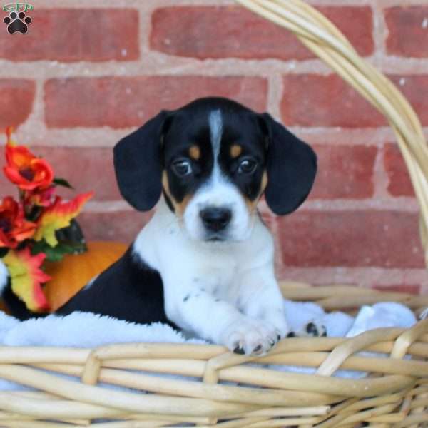 Ace, Jack Russell Mix Puppy