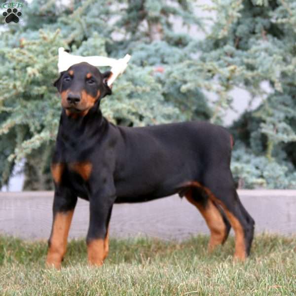 Ace, Doberman Pinscher Puppy