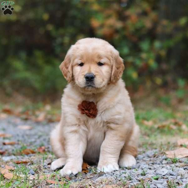 Ace, Golden Retriever Puppy