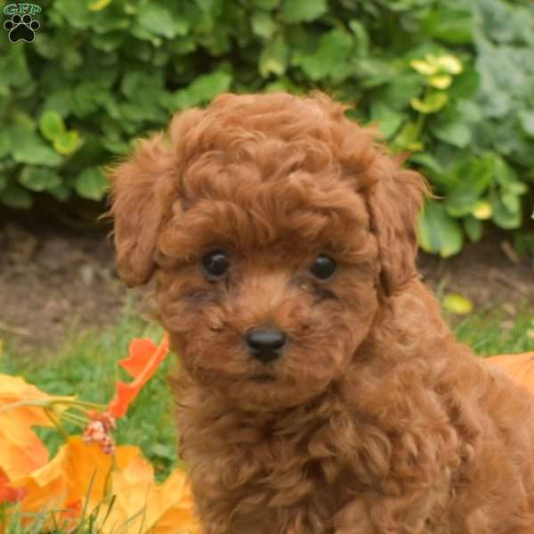 Acorn, Maltipoo Puppy