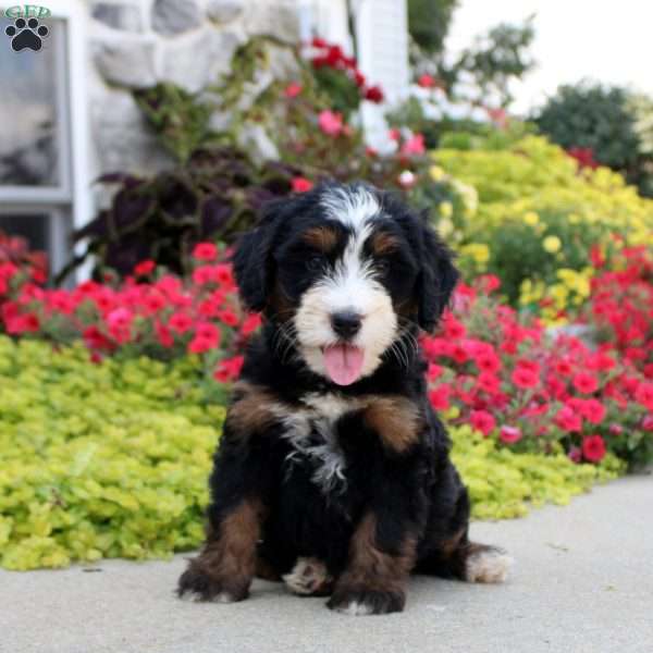 Adalie, Mini Bernedoodle Puppy