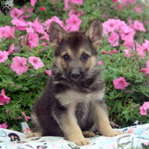 Adam, German Shepherd Puppy