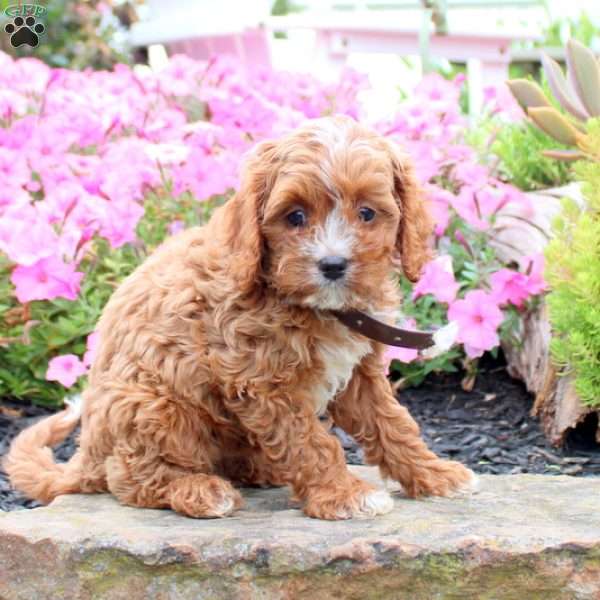 Adam, Cavapoo Puppy