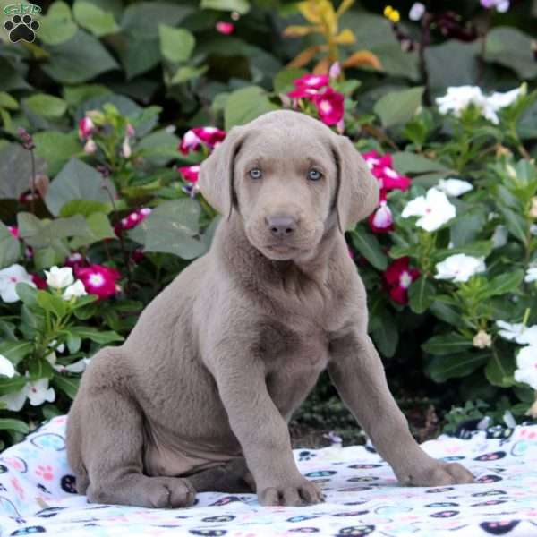 Addison, Silver Labrador Retriever Puppy